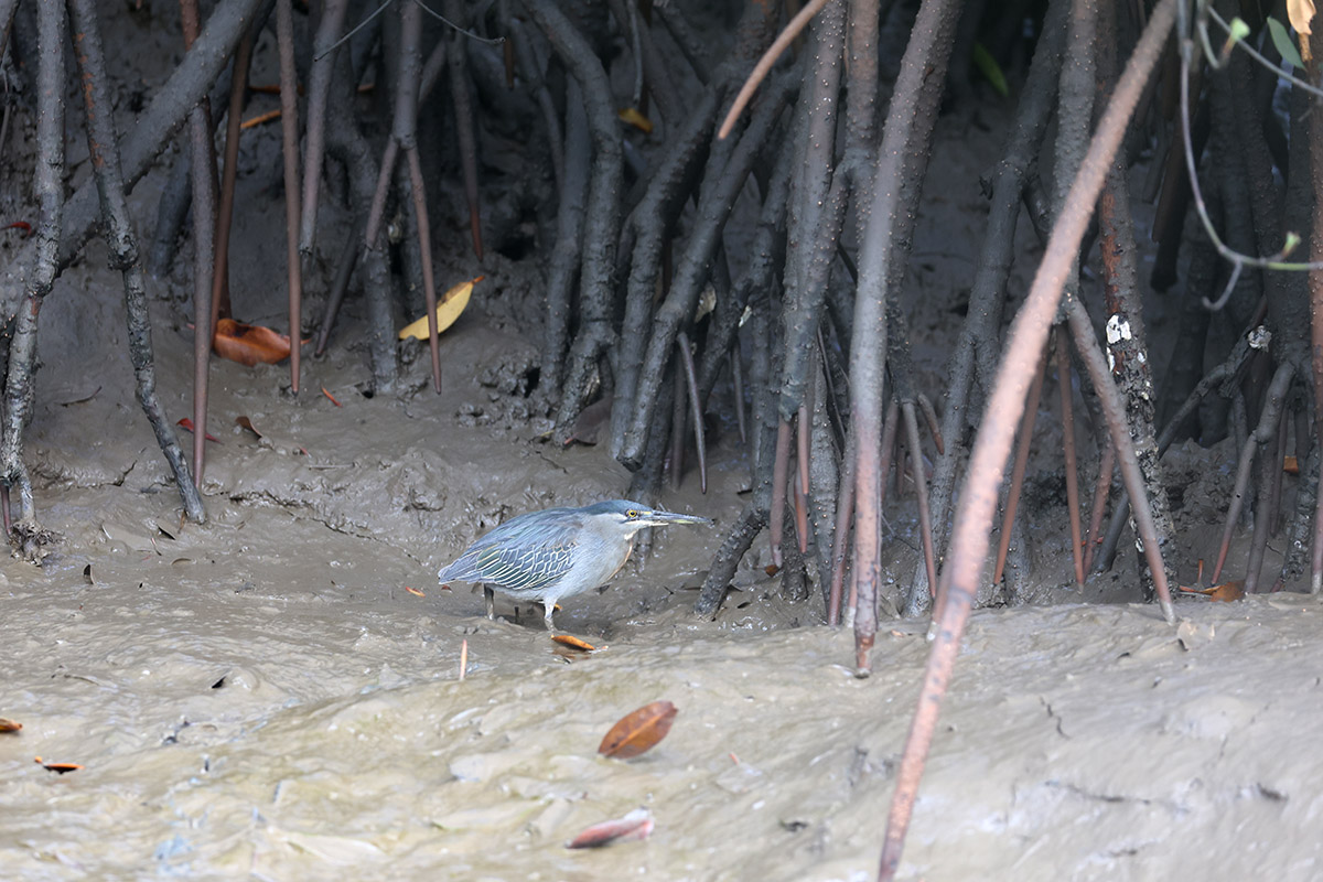 Striated Heron, ook wel Green-backed Heron